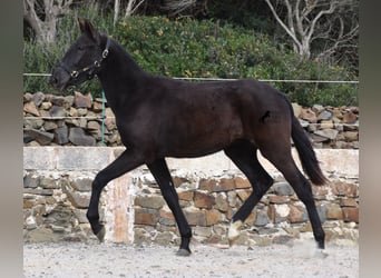 Menorquín, Yegua, 1 año, 152 cm, Negro