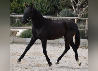 Menorquín, Yegua, 1 año, 152 cm, Negro