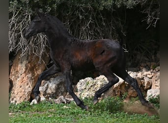 Menorquín, Yegua, 1 año, 155 cm, Negro