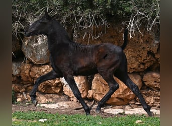 Menorquín, Yegua, 1 año, 155 cm, Negro