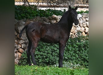 Menorquín, Yegua, 1 año, 155 cm, Negro