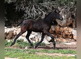 Menorquín, Yegua, 1 año, 155 cm, Negro