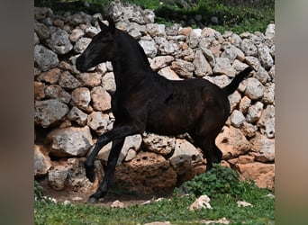 Menorquín, Yegua, 1 año, 155 cm, Negro