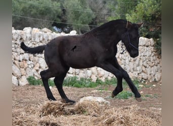 Menorquín, Yegua, 1 año, 155 cm, Negro