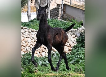 Menorquín, Yegua, 1 año, 155 cm, Negro