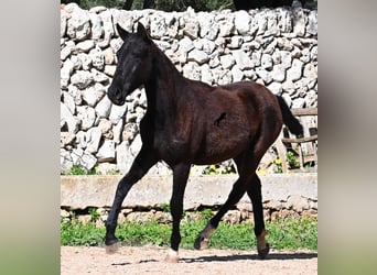 Menorquín, Yegua, 1 año, 155 cm, Negro