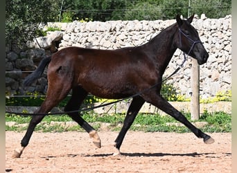 Menorquín, Yegua, 1 año, 155 cm, Negro