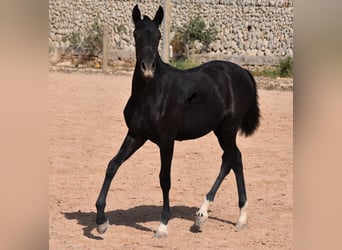 Menorquín, Yegua, 1 año, 155 cm, Negro