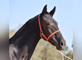 Menorquín, Yegua, 1 año, 155 cm, Negro