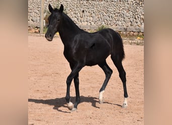 Menorquín, Yegua, 1 año, 155 cm, Negro