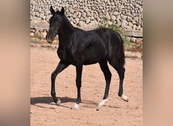 Menorquín, Yegua, 1 año, 155 cm, Negro