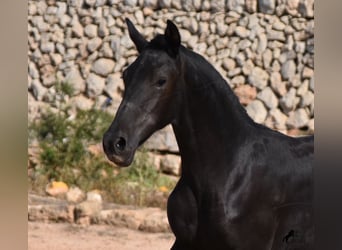 Menorquín, Yegua, 1 año, 155 cm, Negro