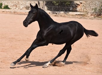 Menorquín, Yegua, 1 año, 155 cm, Negro