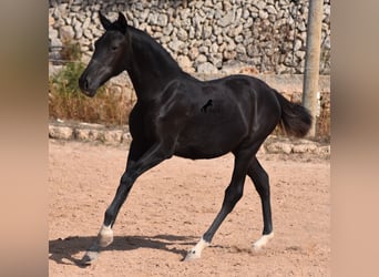 Menorquín, Yegua, 1 año, 155 cm, Negro