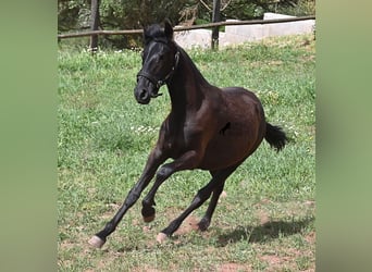 Menorquín, Yegua, 1 año, 156 cm, Negro