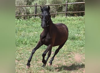 Menorquín, Yegua, 1 año, 156 cm, Negro