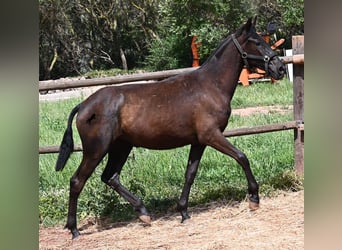 Menorquín, Yegua, 1 año, 156 cm, Negro