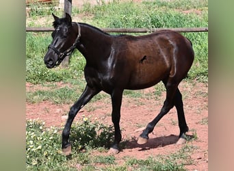 Menorquín, Yegua, 1 año, 156 cm, Negro