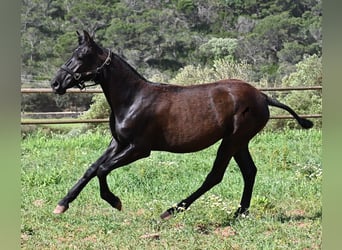 Menorquín, Yegua, 1 año, 156 cm, Negro