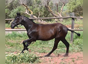 Menorquín, Yegua, 1 año, 156 cm, Negro