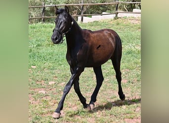 Menorquín, Yegua, 1 año, 156 cm, Negro