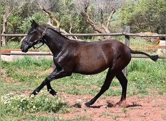 Menorquín, Yegua, 1 año, 156 cm, Negro