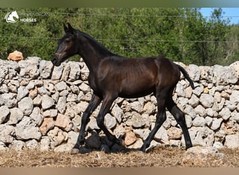 Menorquín, Yegua, 1 año, 156 cm, Negro