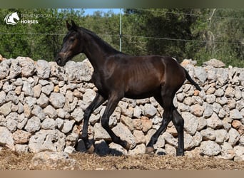 Menorquín, Yegua, 1 año, 156 cm, Negro