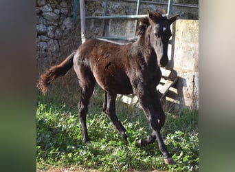 Menorquín, Yegua, 1 año, 157 cm, Negro