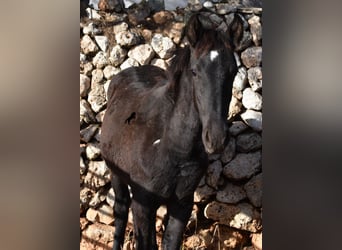 Menorquín, Yegua, 1 año, 157 cm, Negro