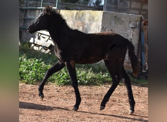 Menorquín, Yegua, 1 año, 157 cm, Negro