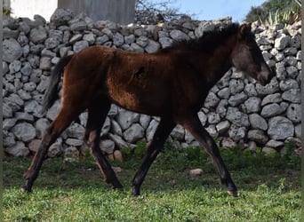 Menorquín, Yegua, 1 año, 158 cm, Negro