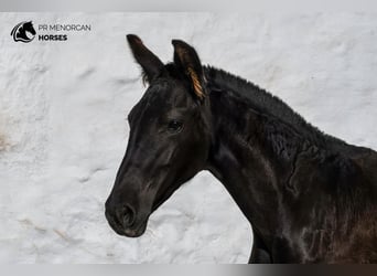 Menorquín, Yegua, 1 año, 158 cm, Negro