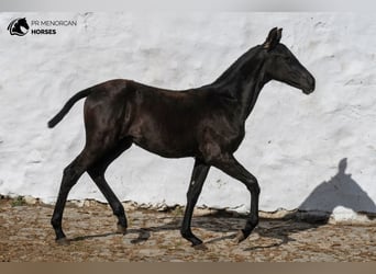 Menorquín, Yegua, 1 año, 158 cm, Negro