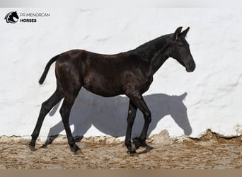 Menorquín, Yegua, 1 año, 158 cm, Negro