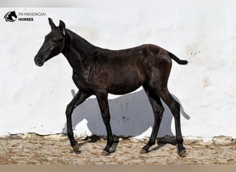 Menorquín, Yegua, 1 año, 158 cm, Negro