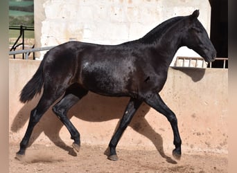 Menorquín, Yegua, 1 año, 159 cm, Negro