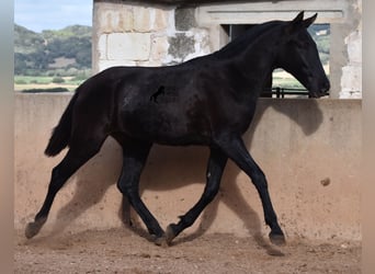 Menorquín, Yegua, 1 año, 159 cm, Negro