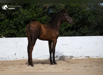 Menorquín, Yegua, 1 año, 160 cm, Negro