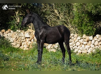 Menorquín, Yegua, 1 año, 160 cm, Negro