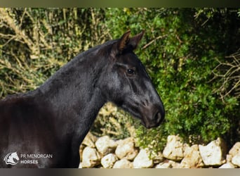 Menorquín, Yegua, 1 año, 160 cm, Negro