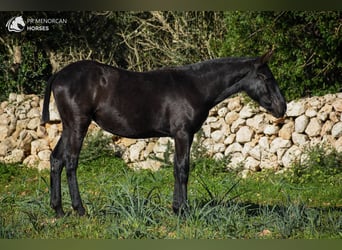 Menorquín, Yegua, 1 año, 160 cm, Negro