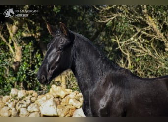 Menorquín, Yegua, 1 año, 160 cm, Negro