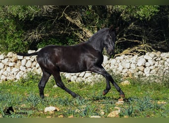 Menorquín, Yegua, 1 año, 160 cm, Negro