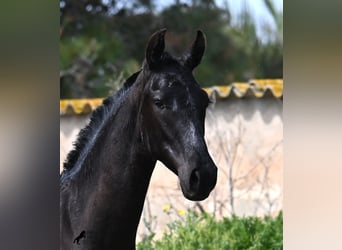 Menorquín, Yegua, 1 año, 160 cm, Negro