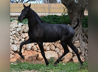 Menorquín, Yegua, 1 año, 160 cm, Negro