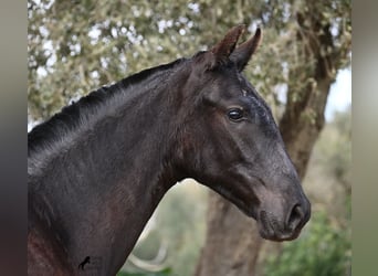 Menorquín, Yegua, 1 año, 160 cm, Negro