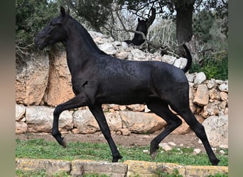 Menorquín, Yegua, 1 año, 160 cm, Negro