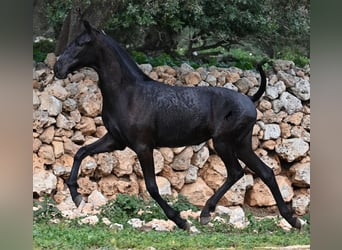 Menorquín, Yegua, 1 año, 160 cm, Negro