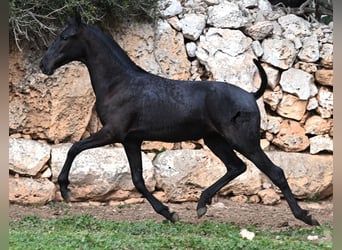 Menorquín, Yegua, 1 año, 160 cm, Negro